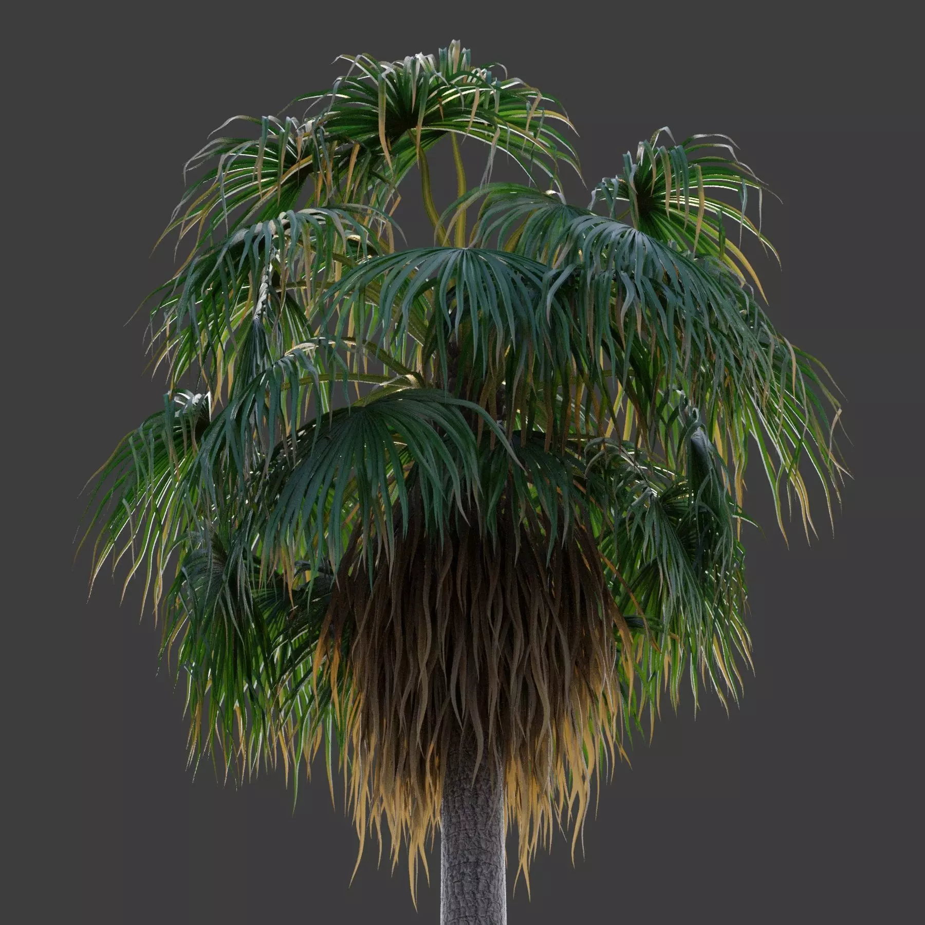 XfrogPlants Desert Fan Palm - Washingtonia Filifera 3D model_0