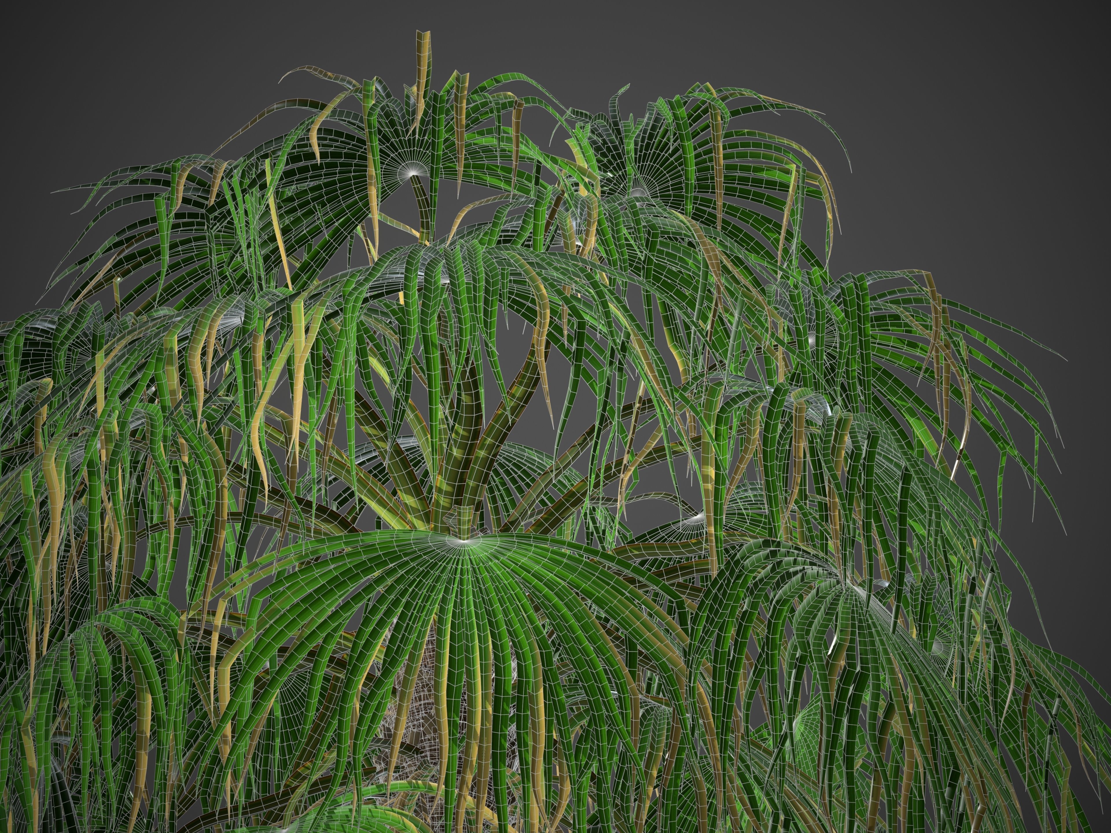 XfrogPlants Desert Fan Palm - Washingtonia Filifera 3D model_5