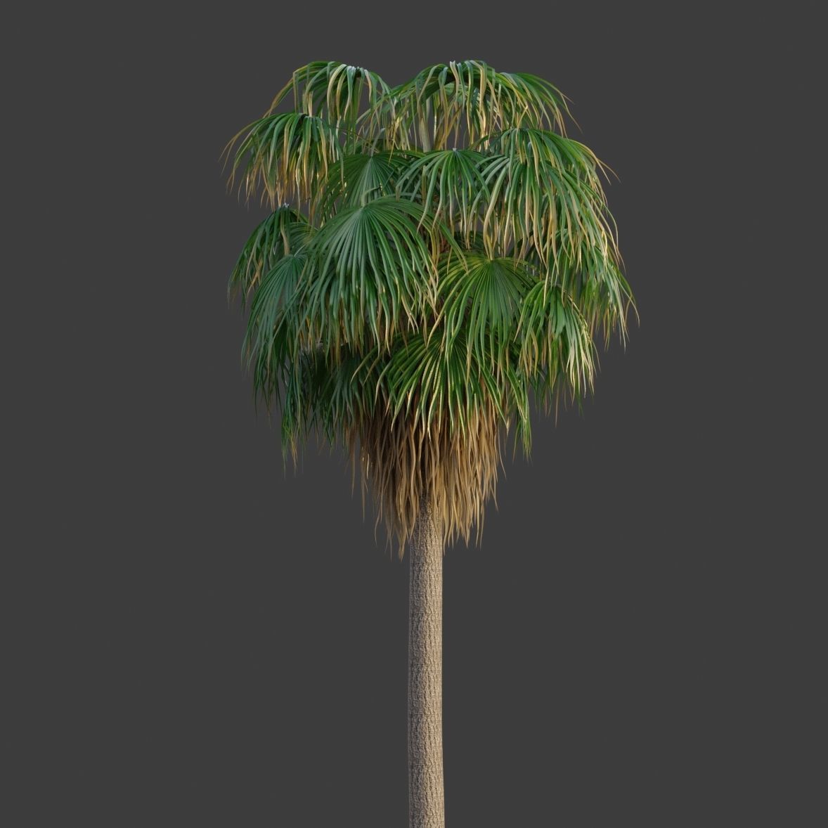 XfrogPlants Desert Fan Palm - Washingtonia Filifera 3D model_2