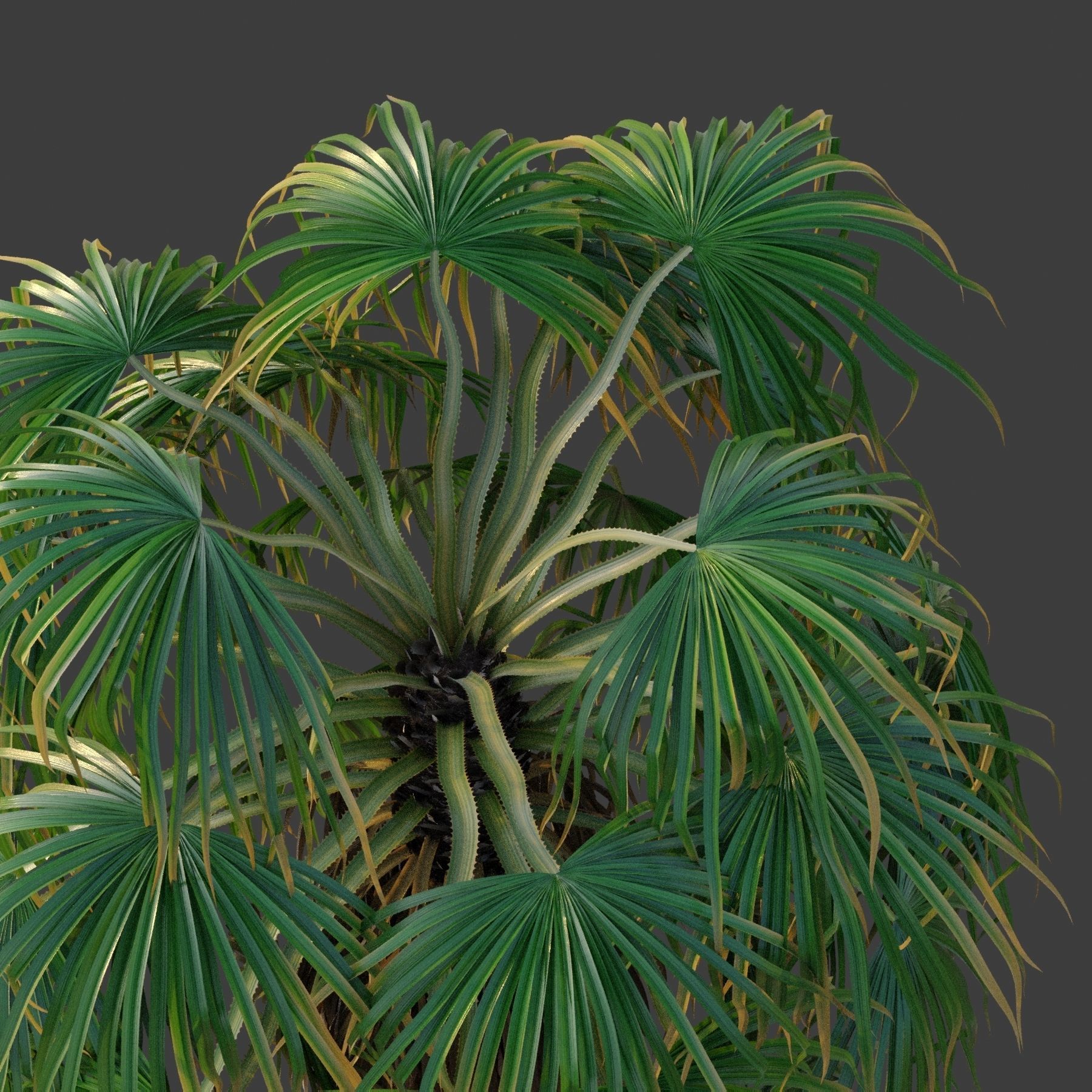 XfrogPlants Desert Fan Palm - Washingtonia Filifera 3D model_3