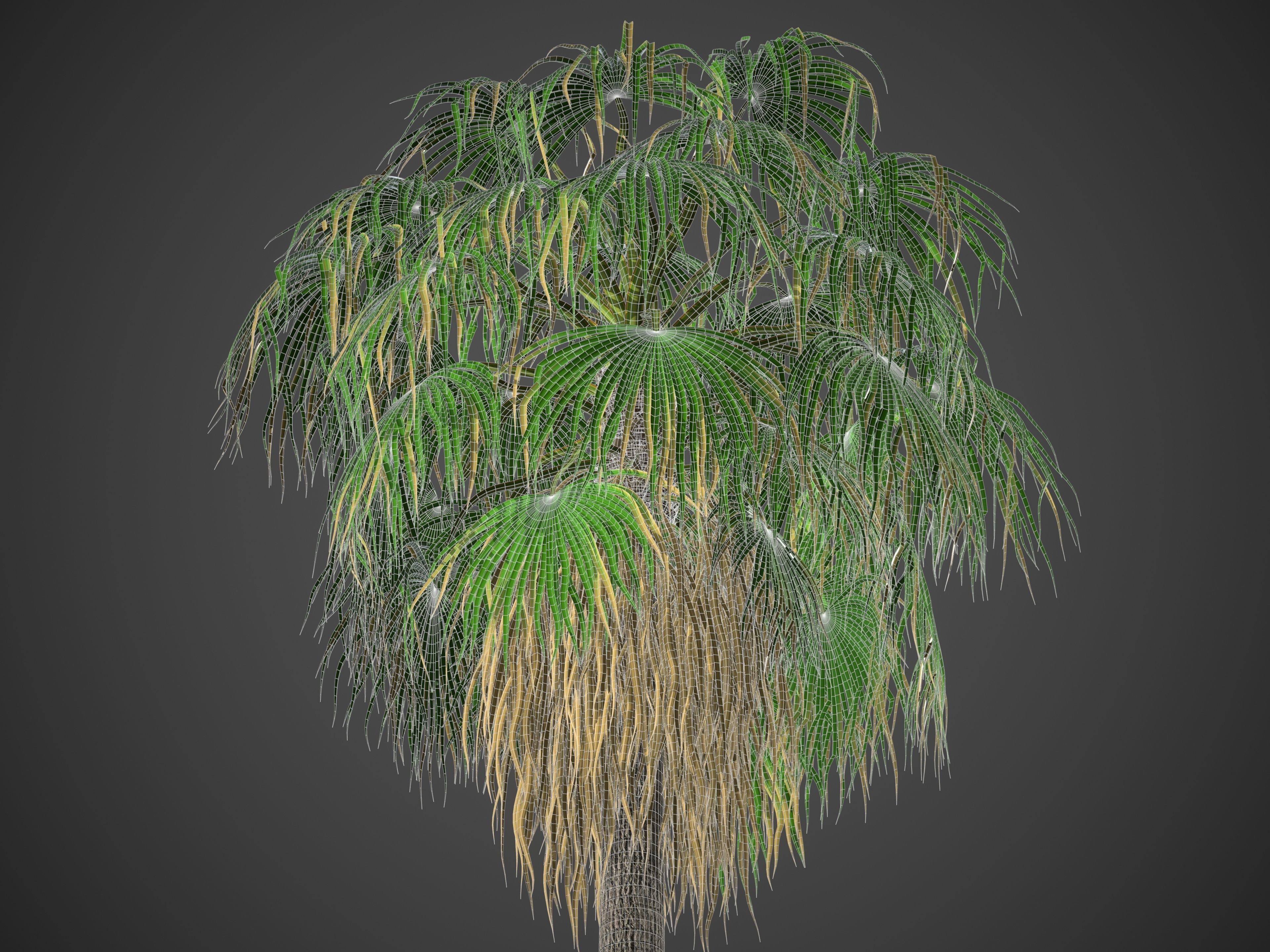 XfrogPlants Desert Fan Palm - Washingtonia Filifera 3D model_4