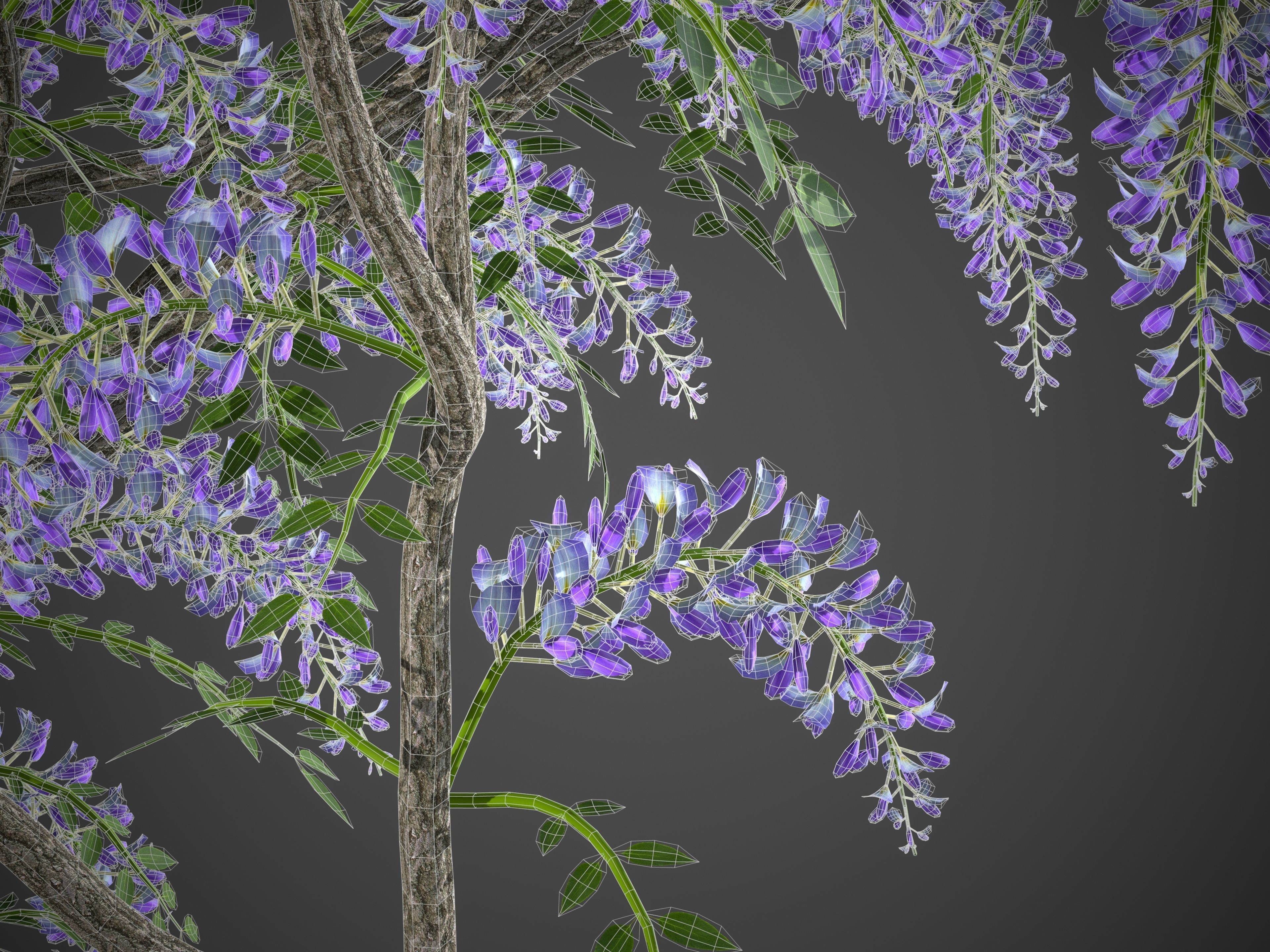 XfrogPlants Chinese Wisteria - Wisteria Sinensis 3D model_5