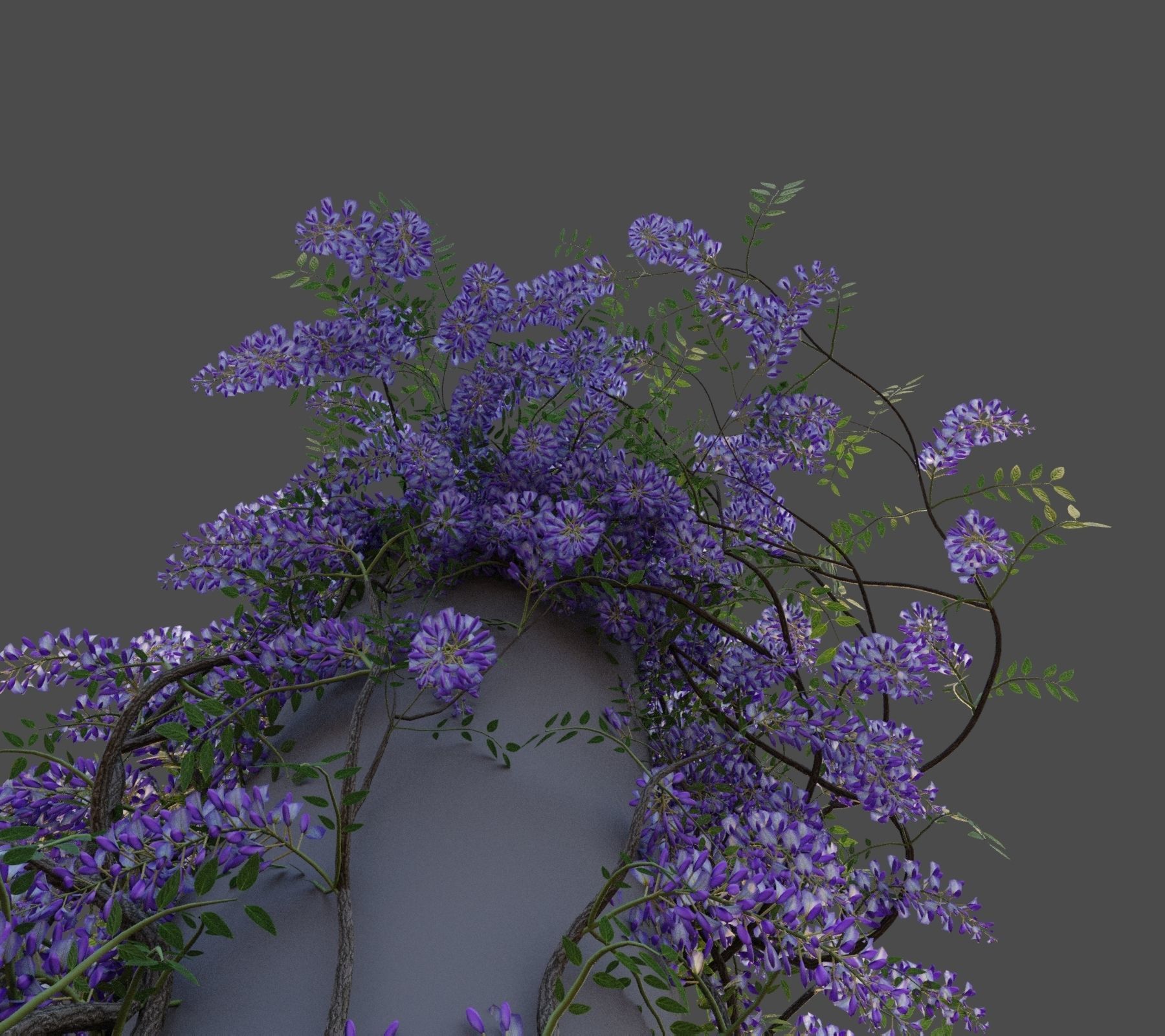 XfrogPlants Chinese Wisteria - Wisteria Sinensis 3D model_3