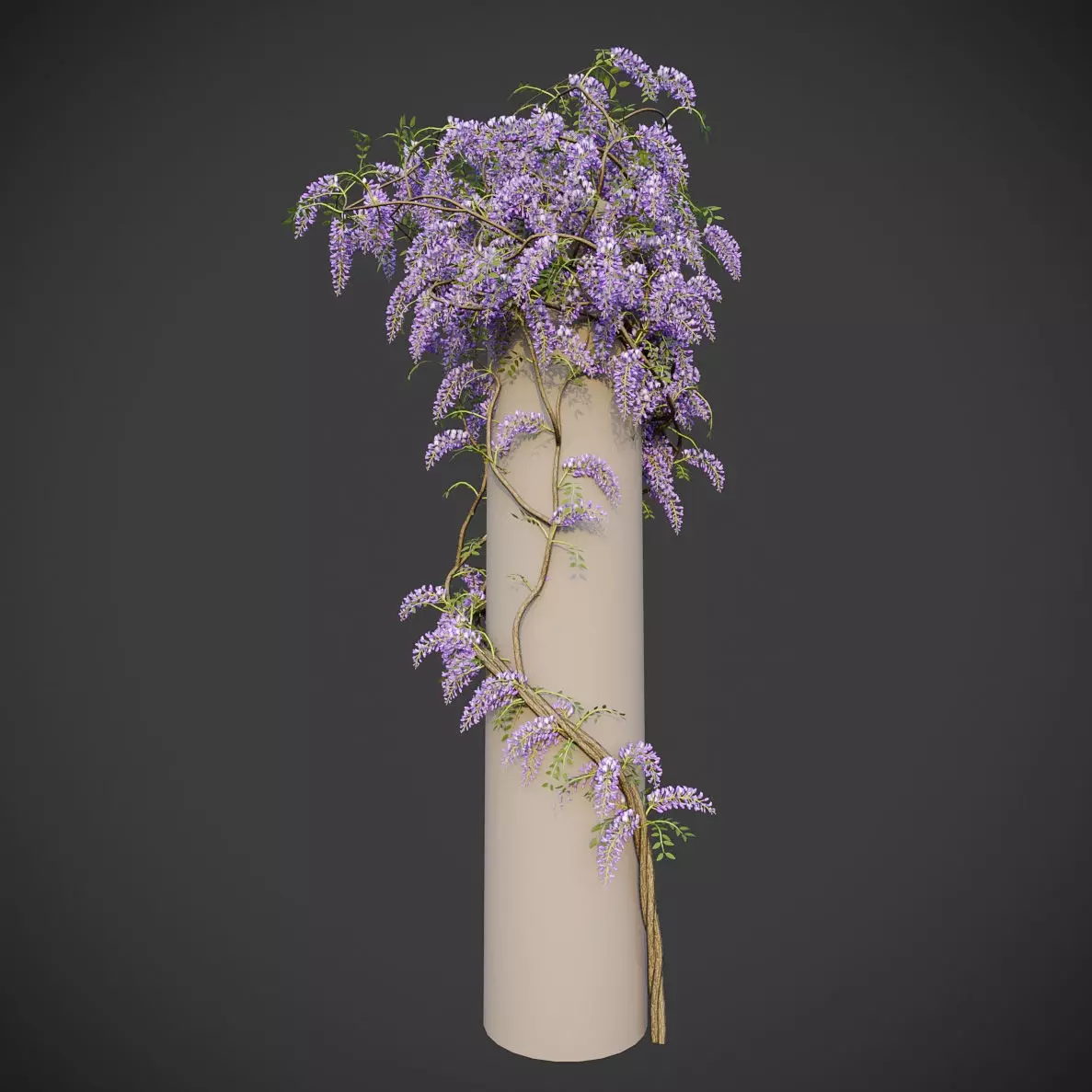 XfrogPlants Chinese Wisteria - Wisteria Sinensis 3D model_0