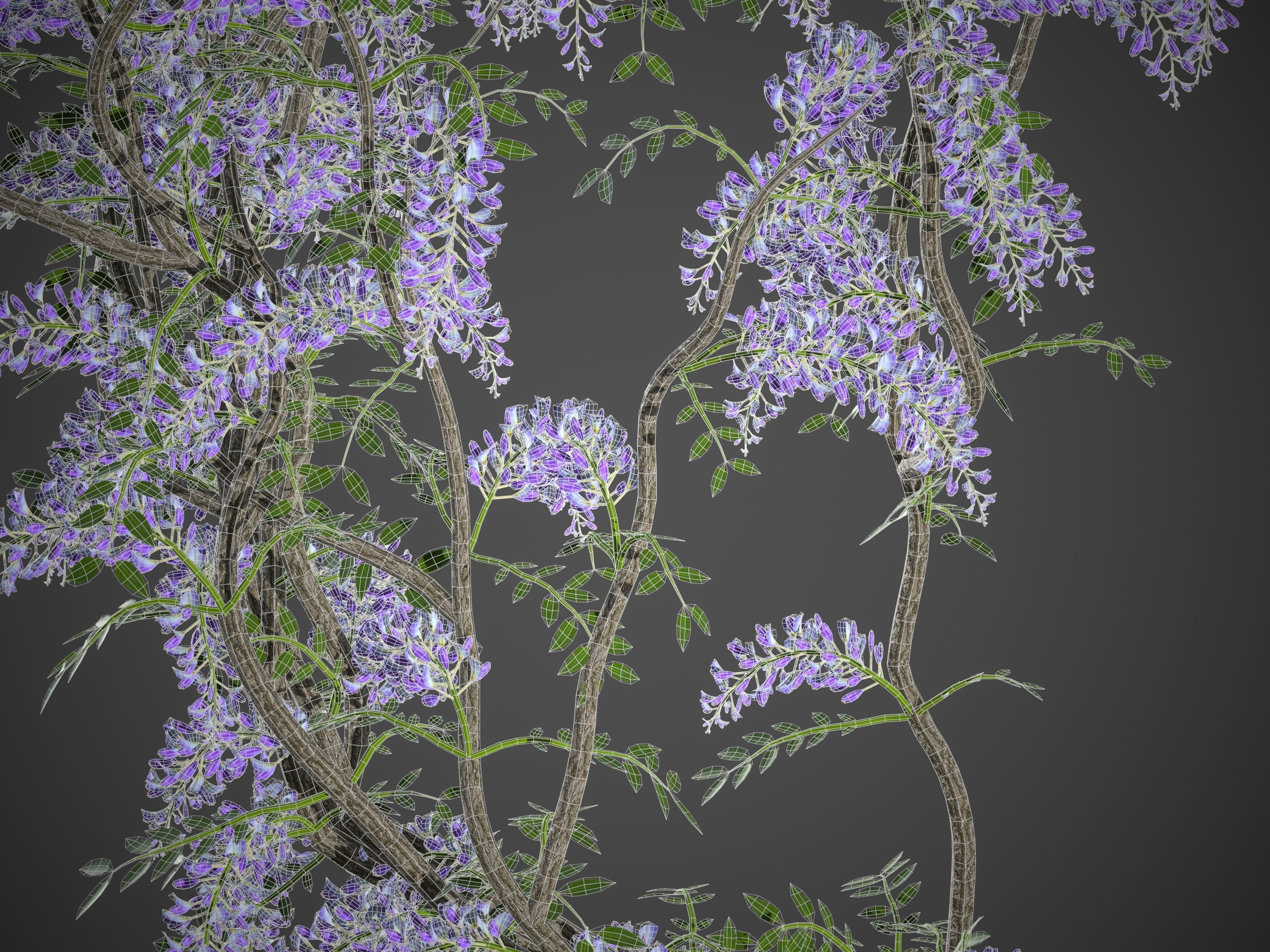 XfrogPlants Chinese Wisteria - Wisteria Sinensis 3D model_4