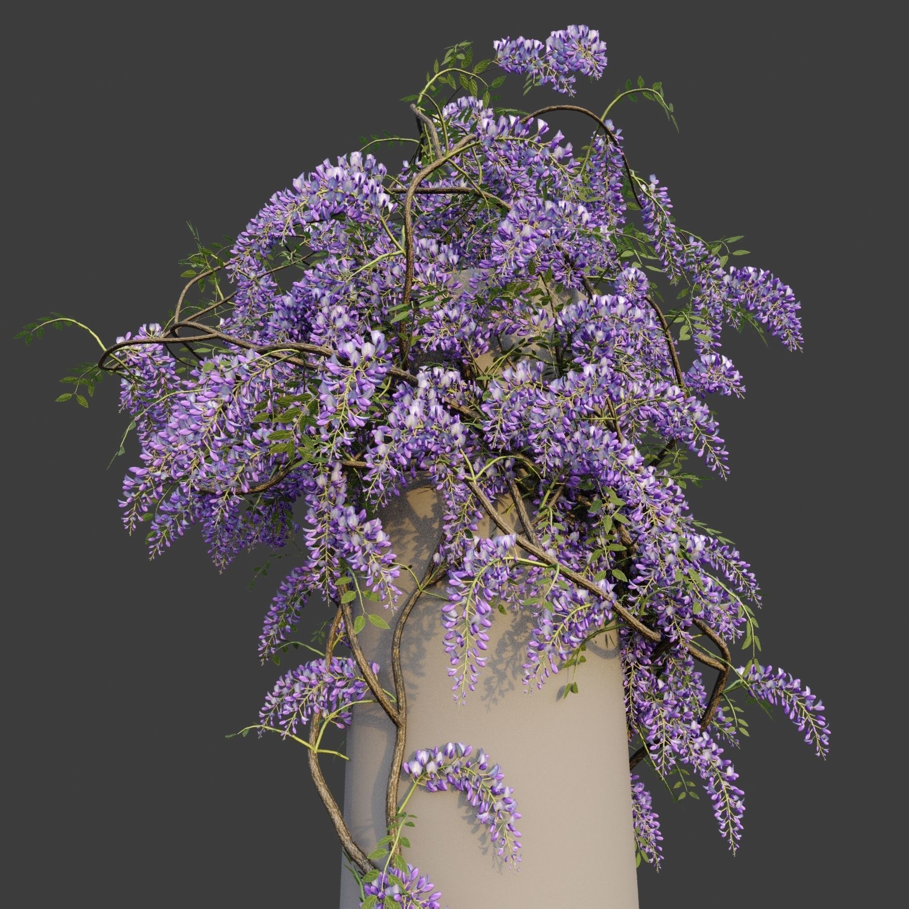 XfrogPlants Chinese Wisteria - Wisteria Sinensis 3D model_2