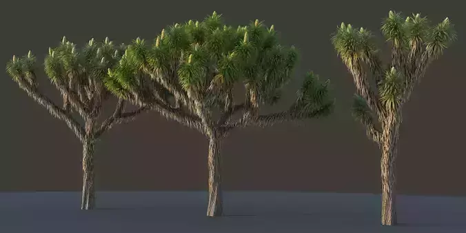 XfrogPlants Joshua Tree - Yucca Brevifolia 3D model