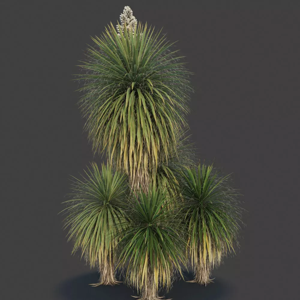 XfrogPlants Giant Dagger - Yucca Faxoniana  3D model_0