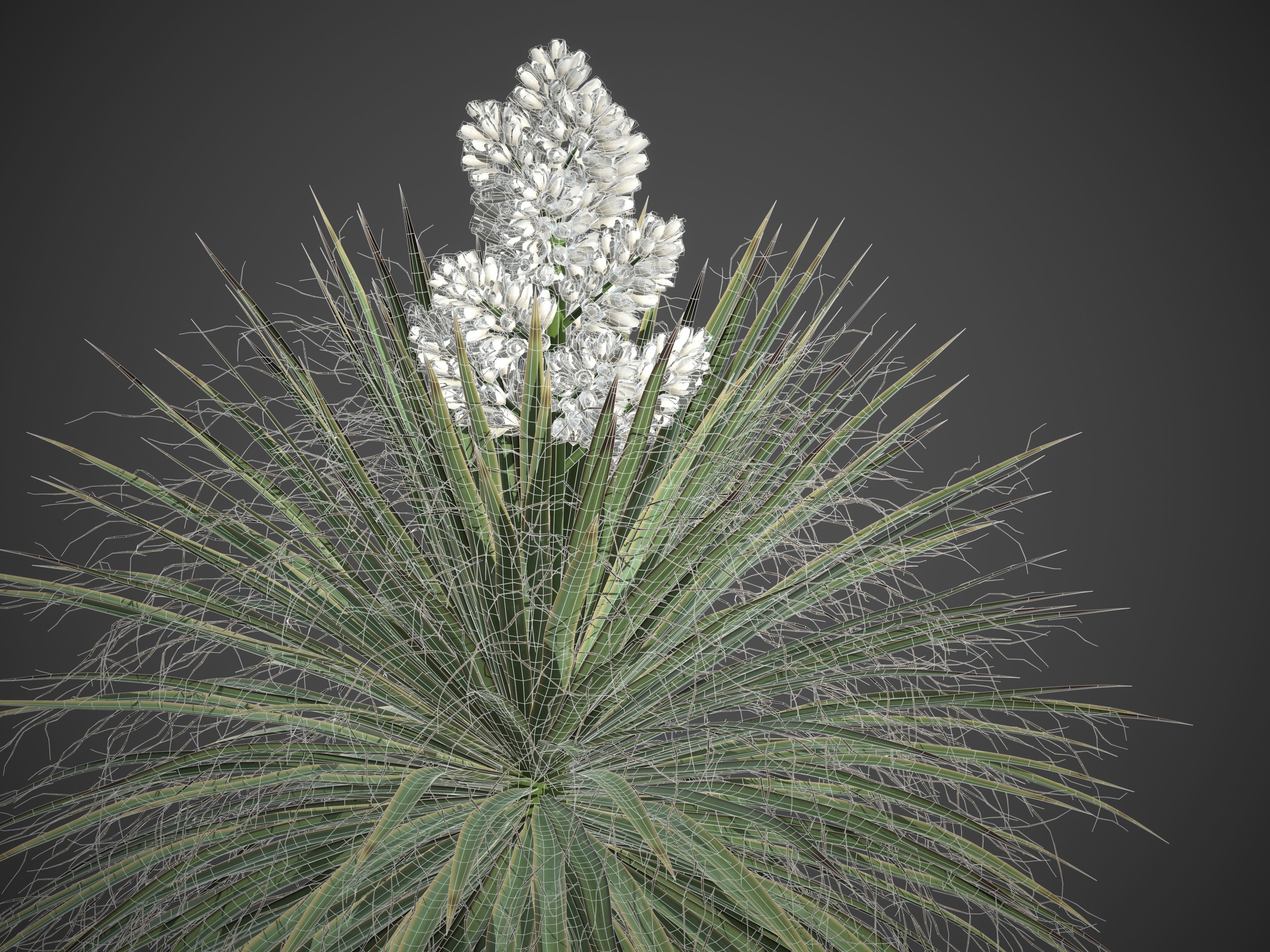 XfrogPlants Giant Dagger - Yucca Faxoniana  3D model_5