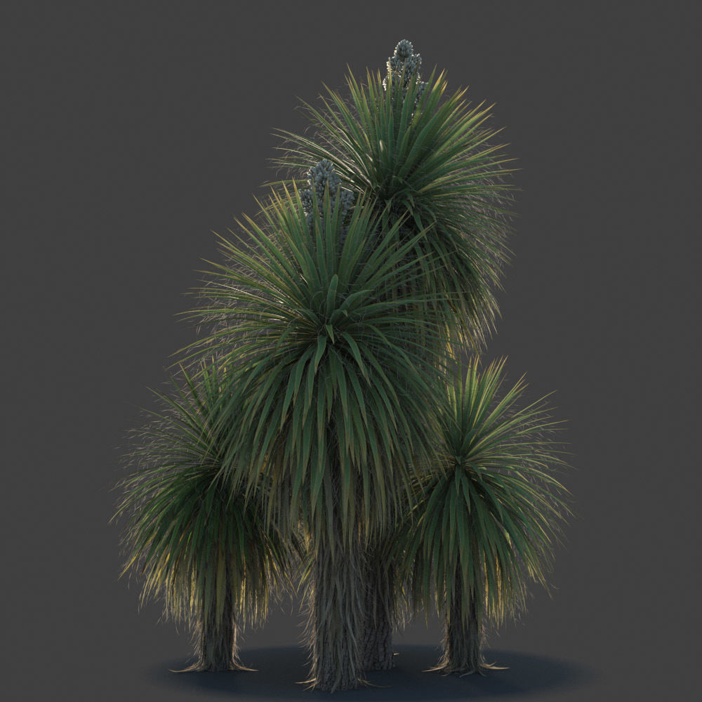 XfrogPlants Giant Dagger - Yucca Faxoniana  3D model_4