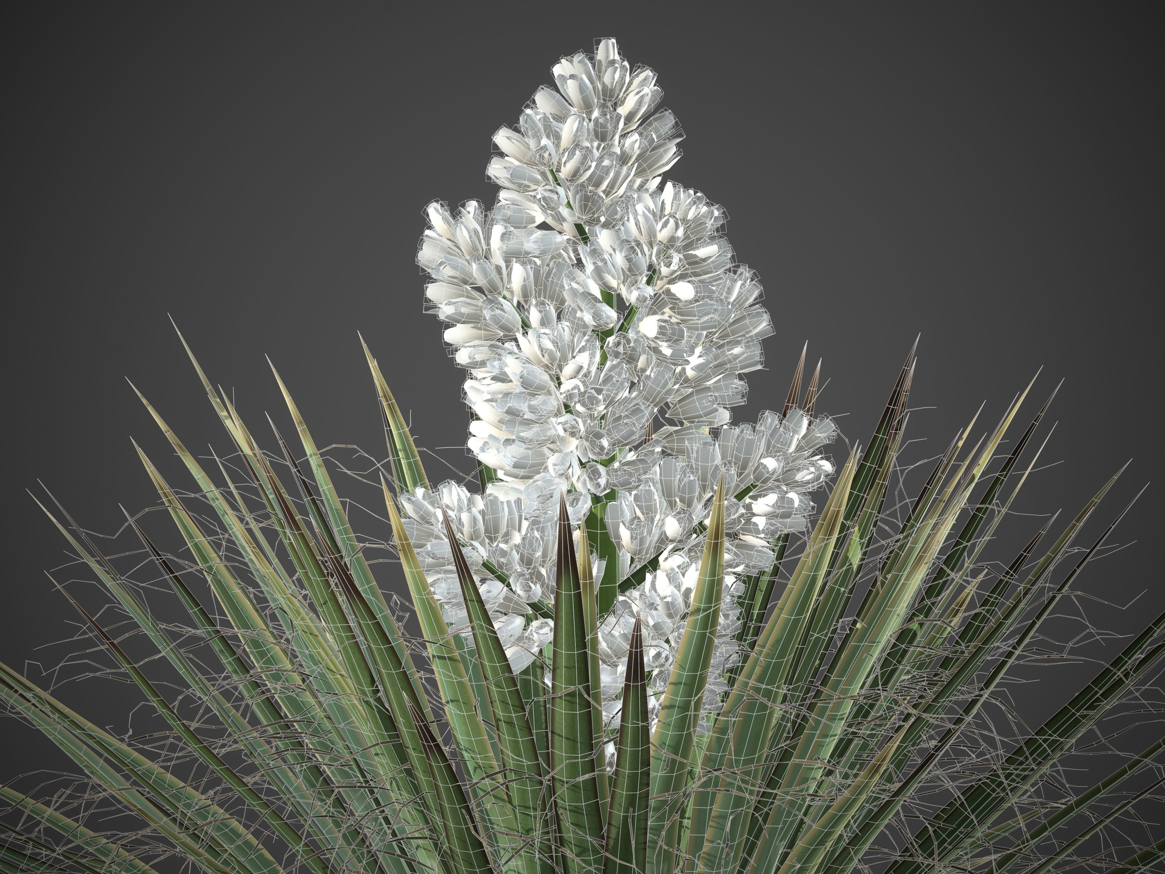 XfrogPlants Giant Dagger - Yucca Faxoniana  3D model_7