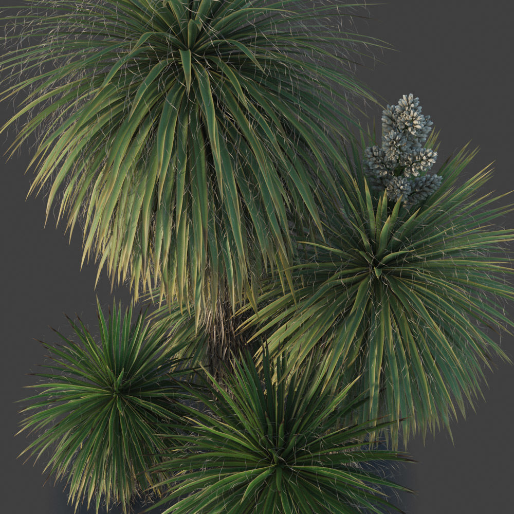 XfrogPlants Giant Dagger - Yucca Faxoniana  3D model_3