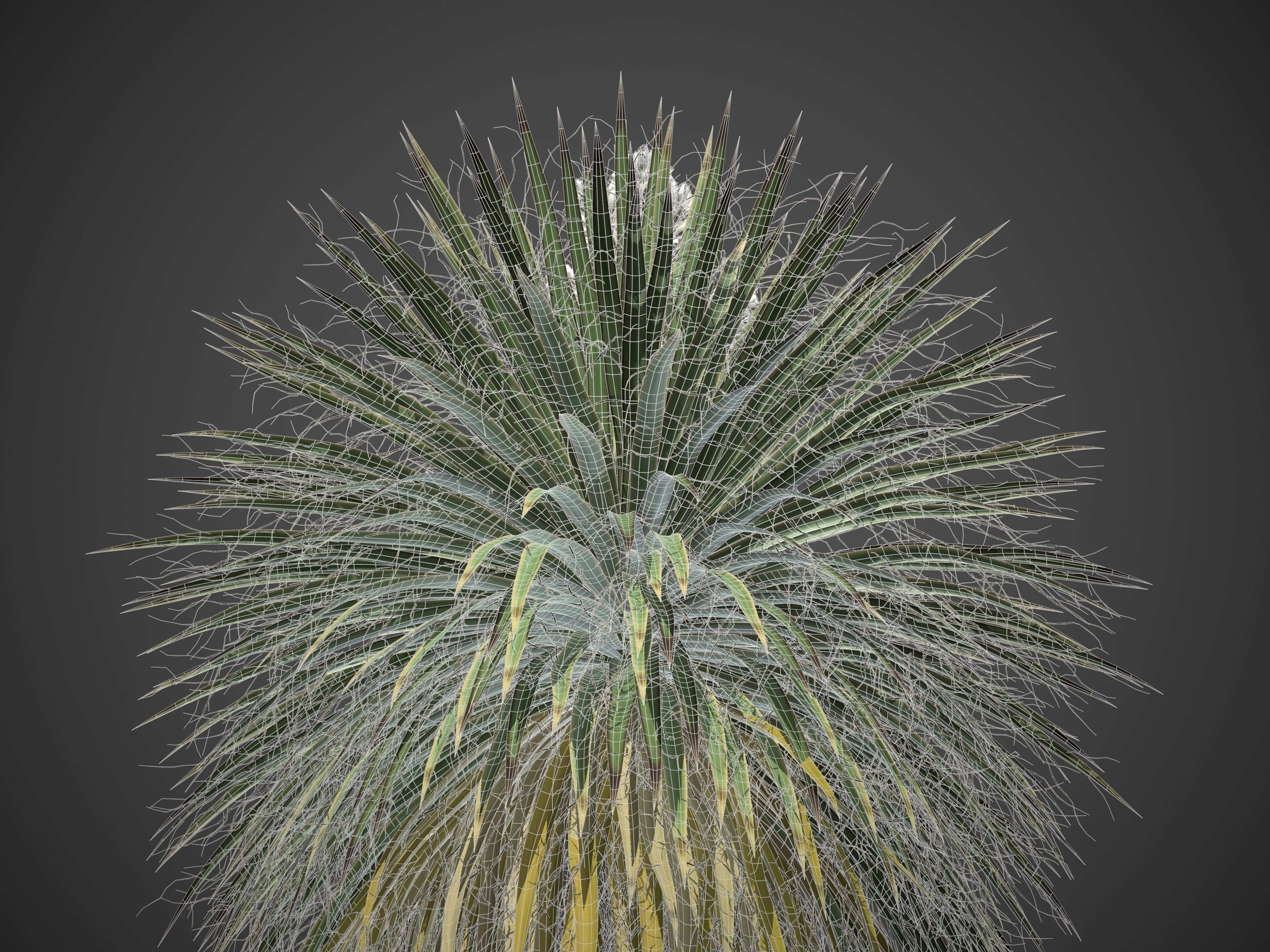 XfrogPlants Giant Dagger - Yucca Faxoniana  3D model_6