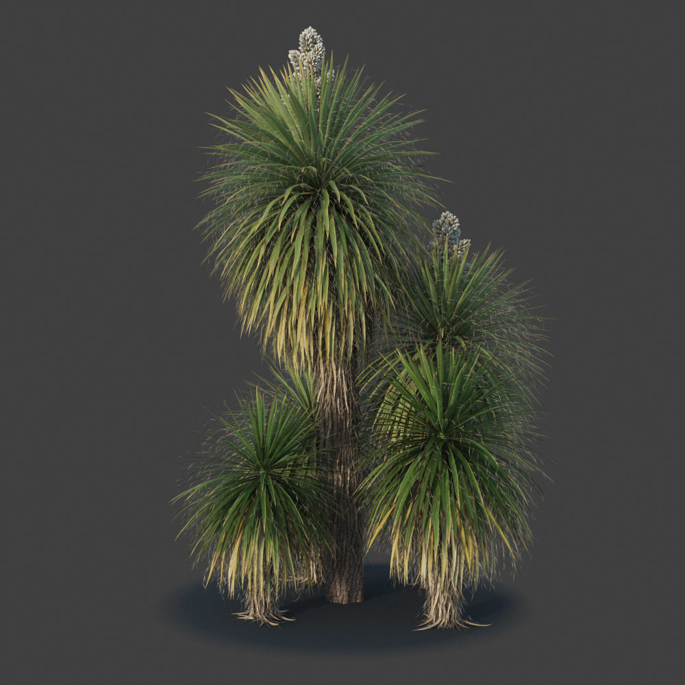 XfrogPlants Giant Dagger - Yucca Faxoniana  3D model_2