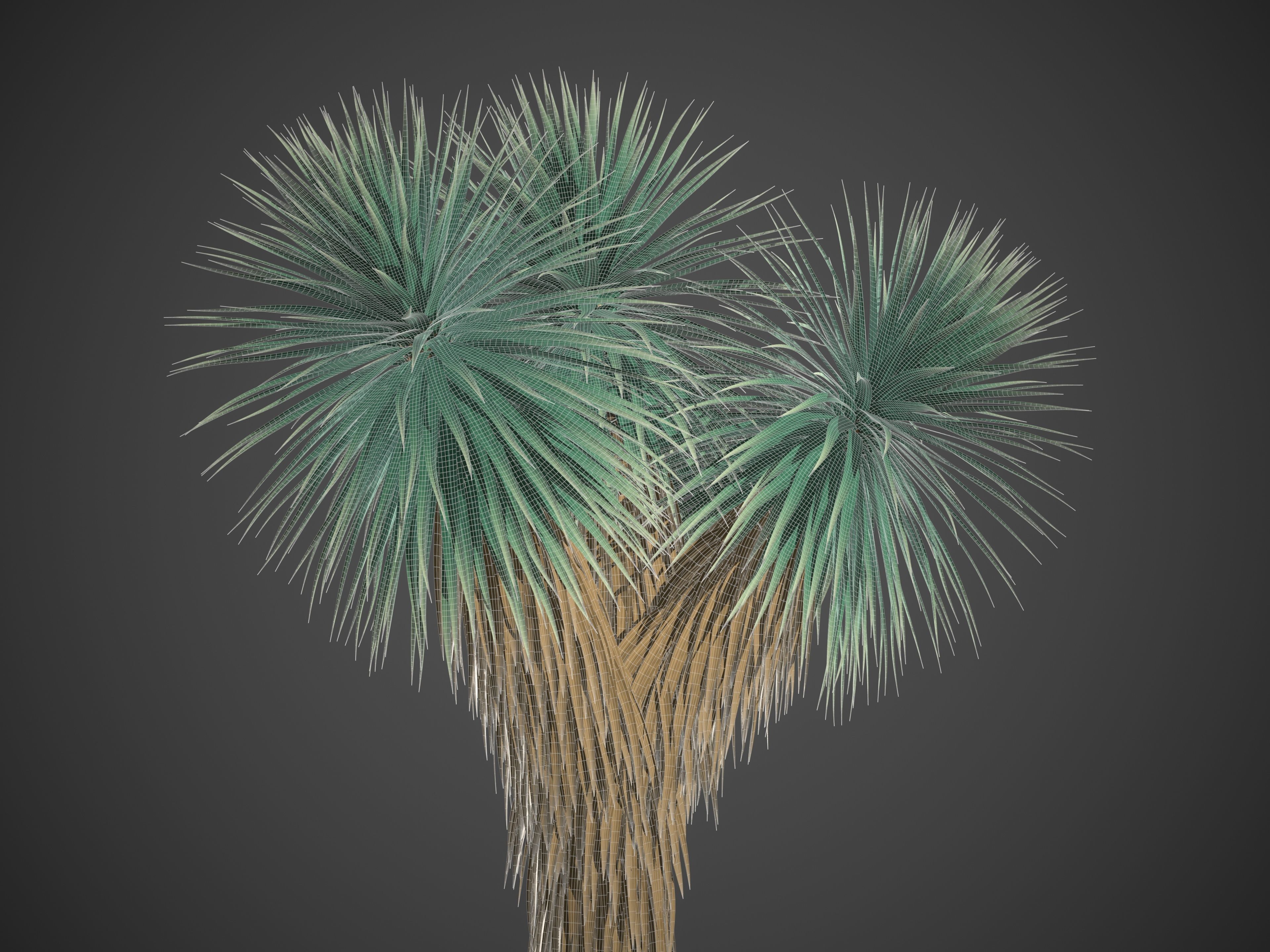 XfrogPlants Blue Yucca - Yucca Rigida 3D model_4
