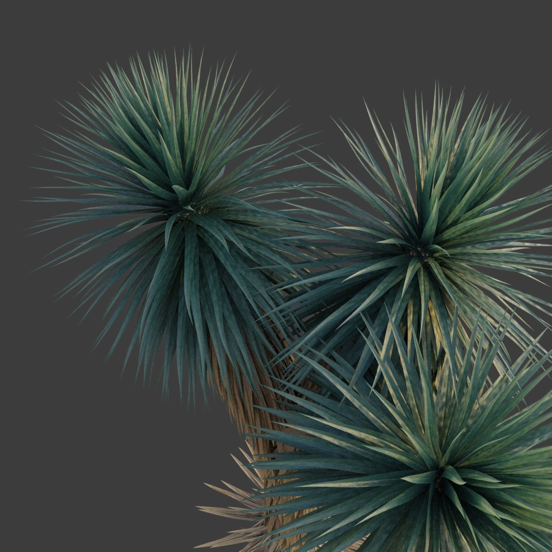 XfrogPlants Blue Yucca - Yucca Rigida 3D model_3