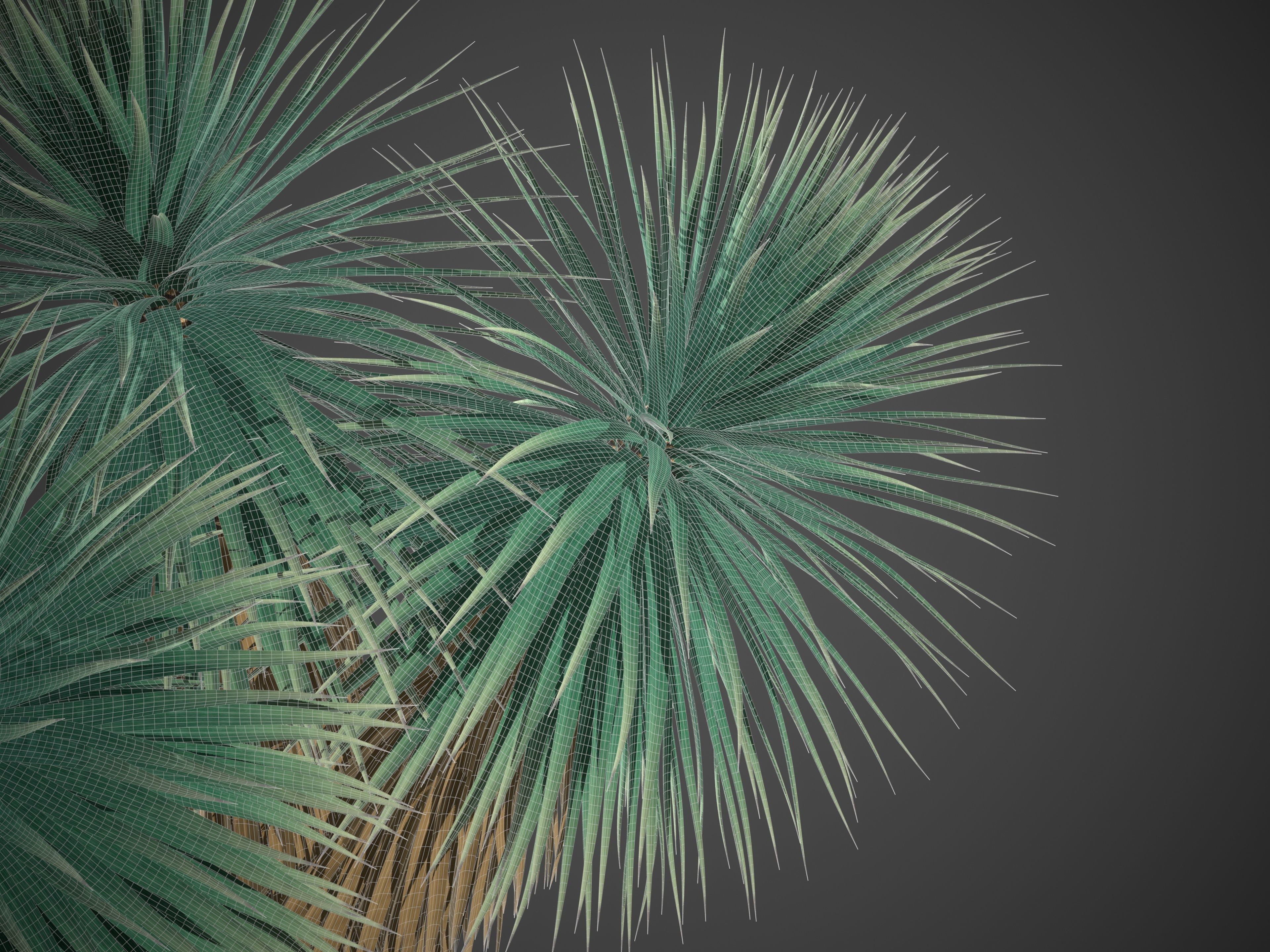 XfrogPlants Blue Yucca - Yucca Rigida 3D model_5