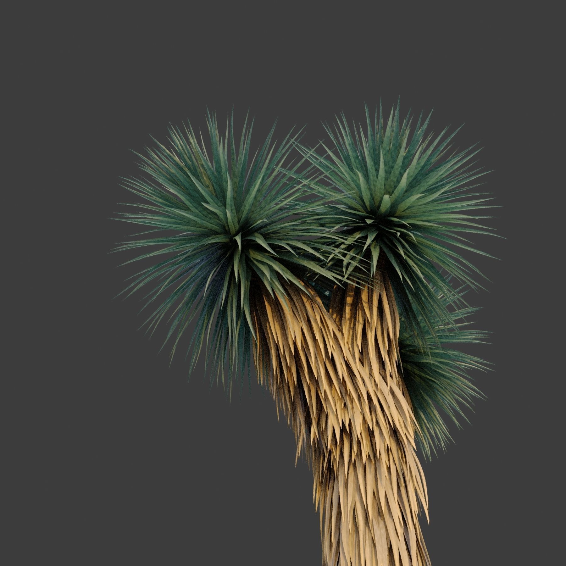 XfrogPlants Blue Yucca - Yucca Rigida 3D model_2