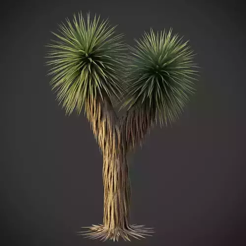 XfrogPlants Beaked Yucca - Yucca Rostrata 3D model