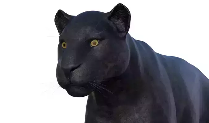Panter panther