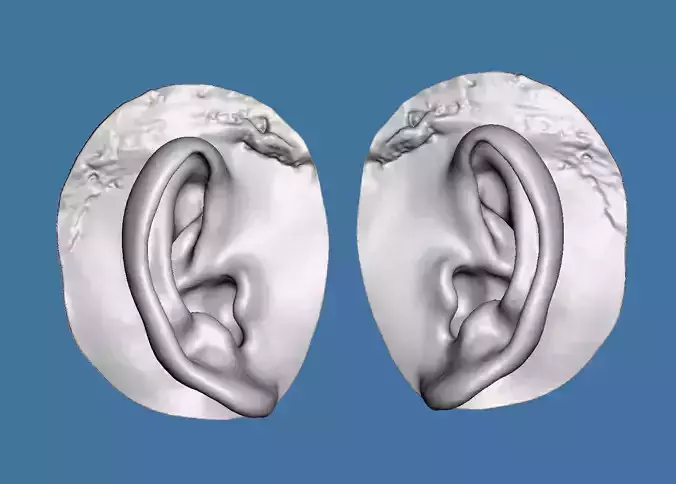 Natural human ear anatomy right and left 3D print model