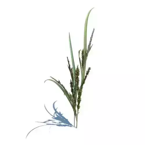 Tall Ornamental Grass