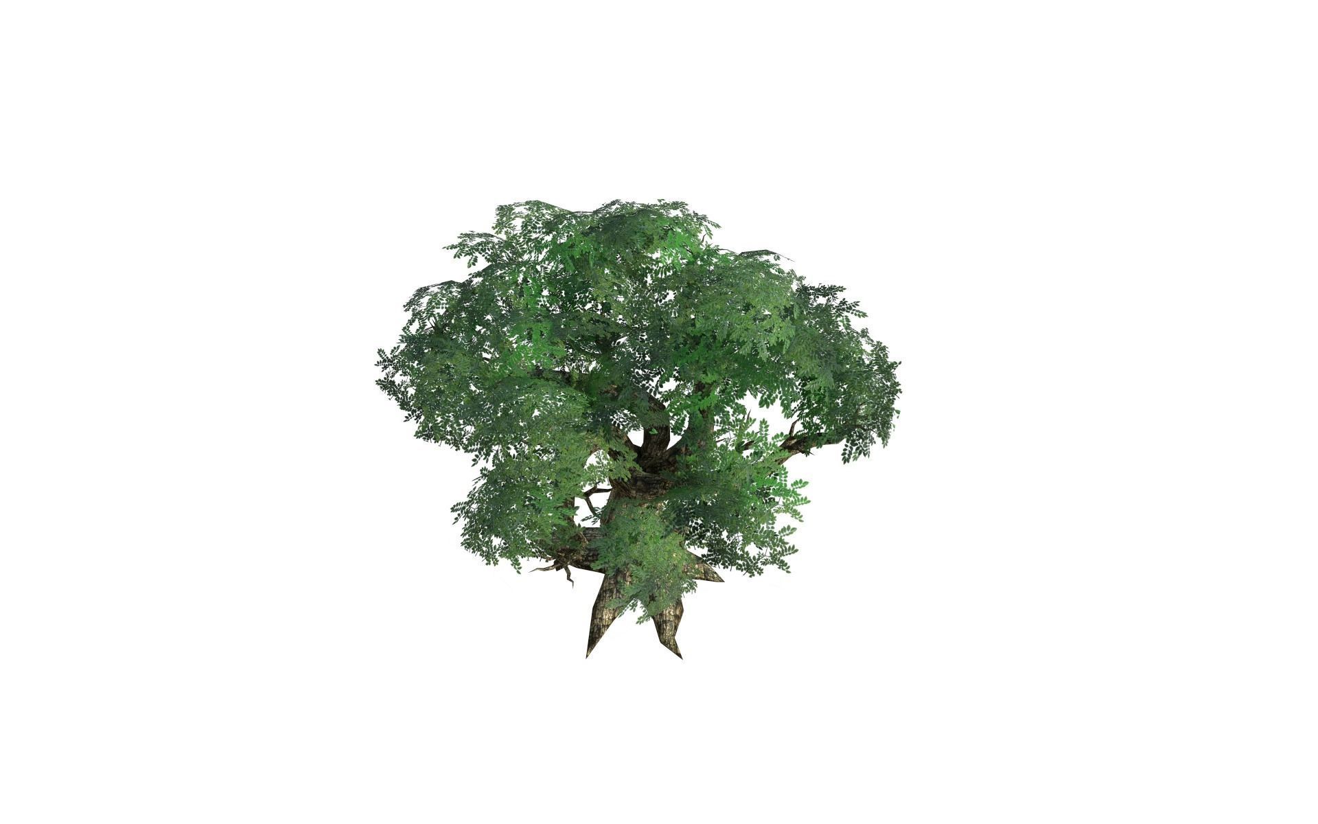 Big tree Low-poly 3D model_9