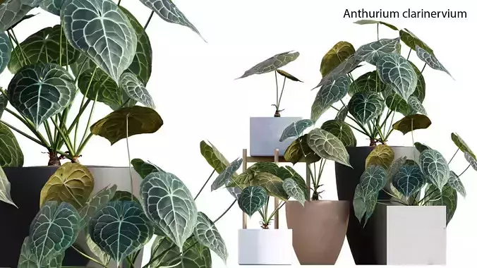 Anthurium clarinervium 3D model
