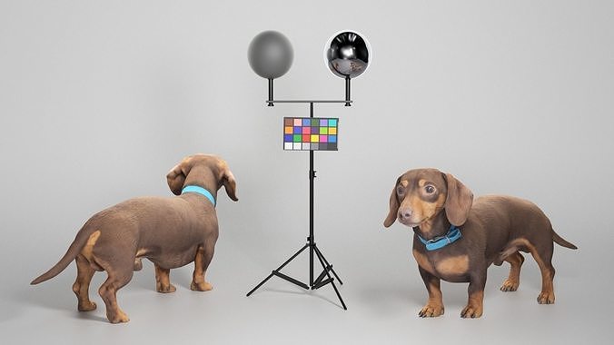 Dachshund dog 11 Low-poly 3D model