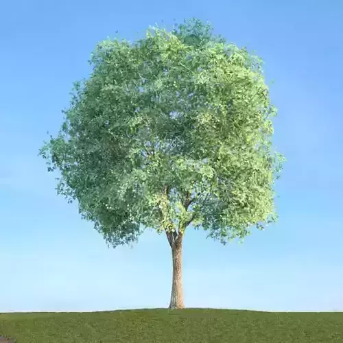 Tall Tree 3D model