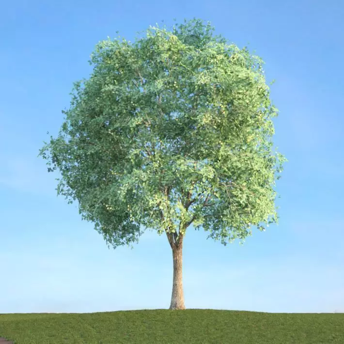 Tall Tree 3D model_0