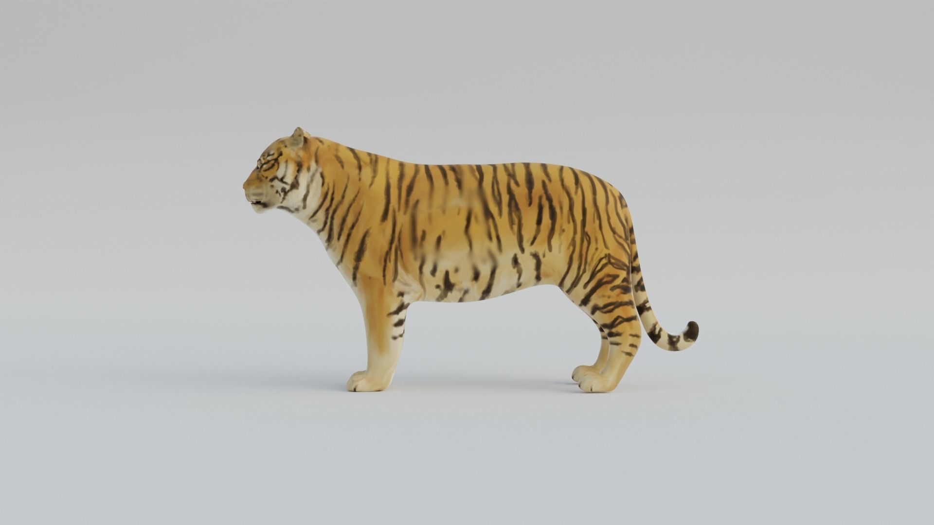 Tiger Free 3D model_3