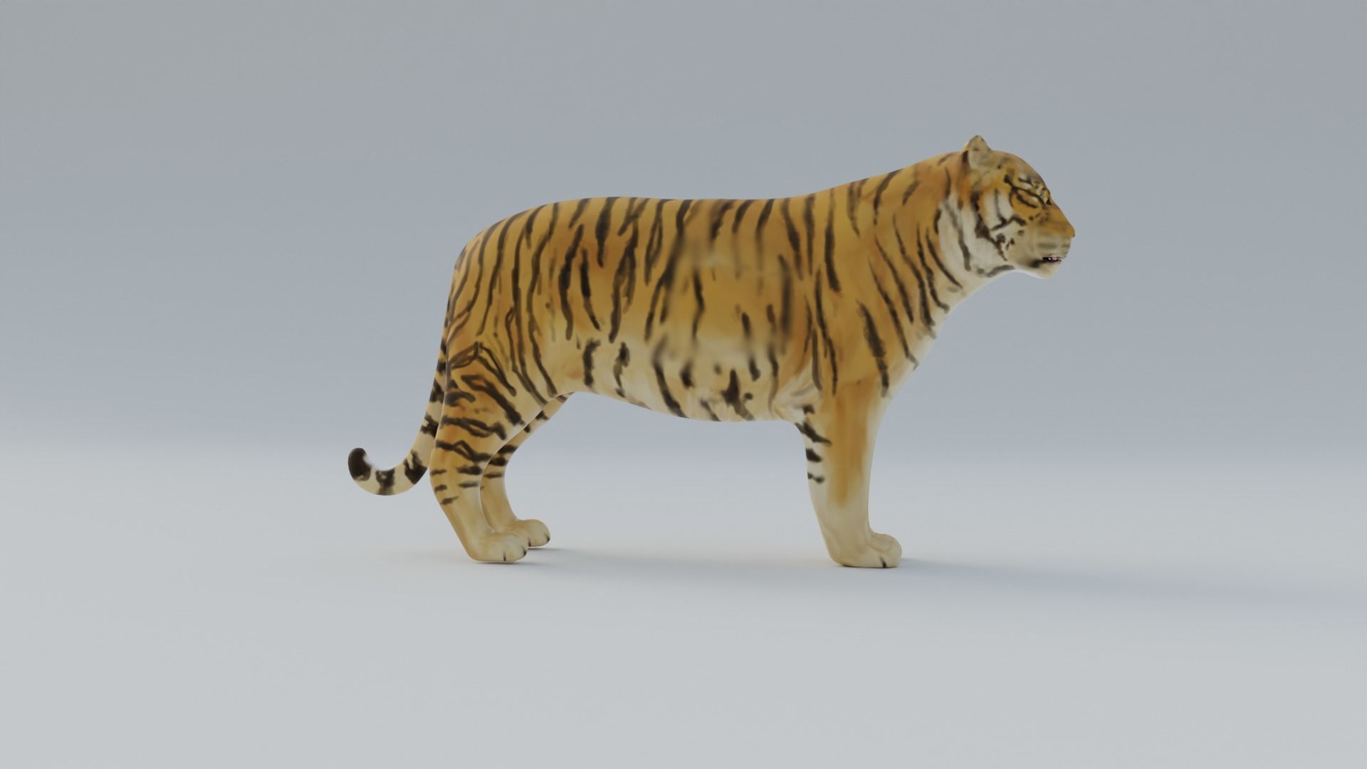Tiger Free 3D model_6