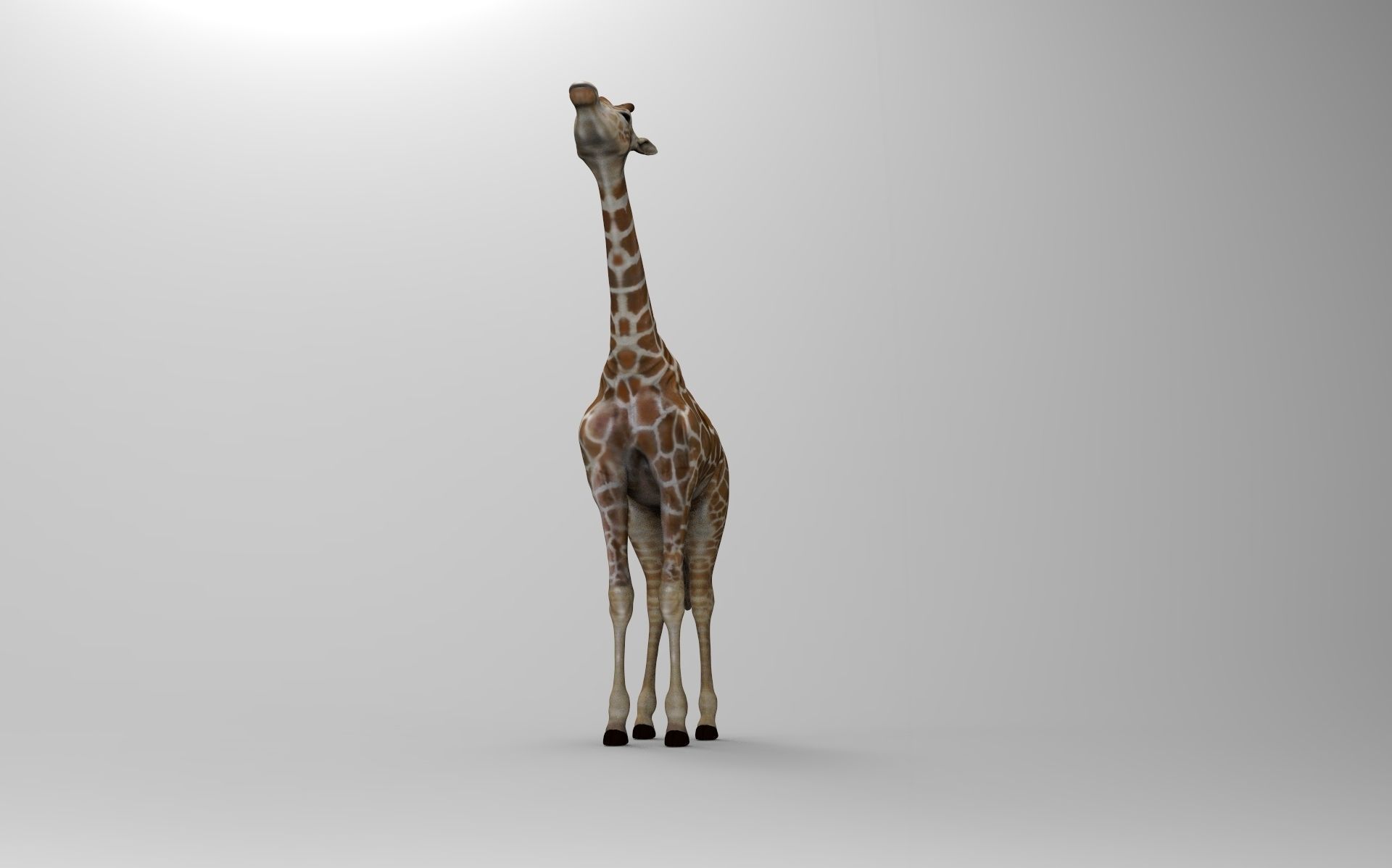 Baby  Giraffe Somalische 3D print model_1