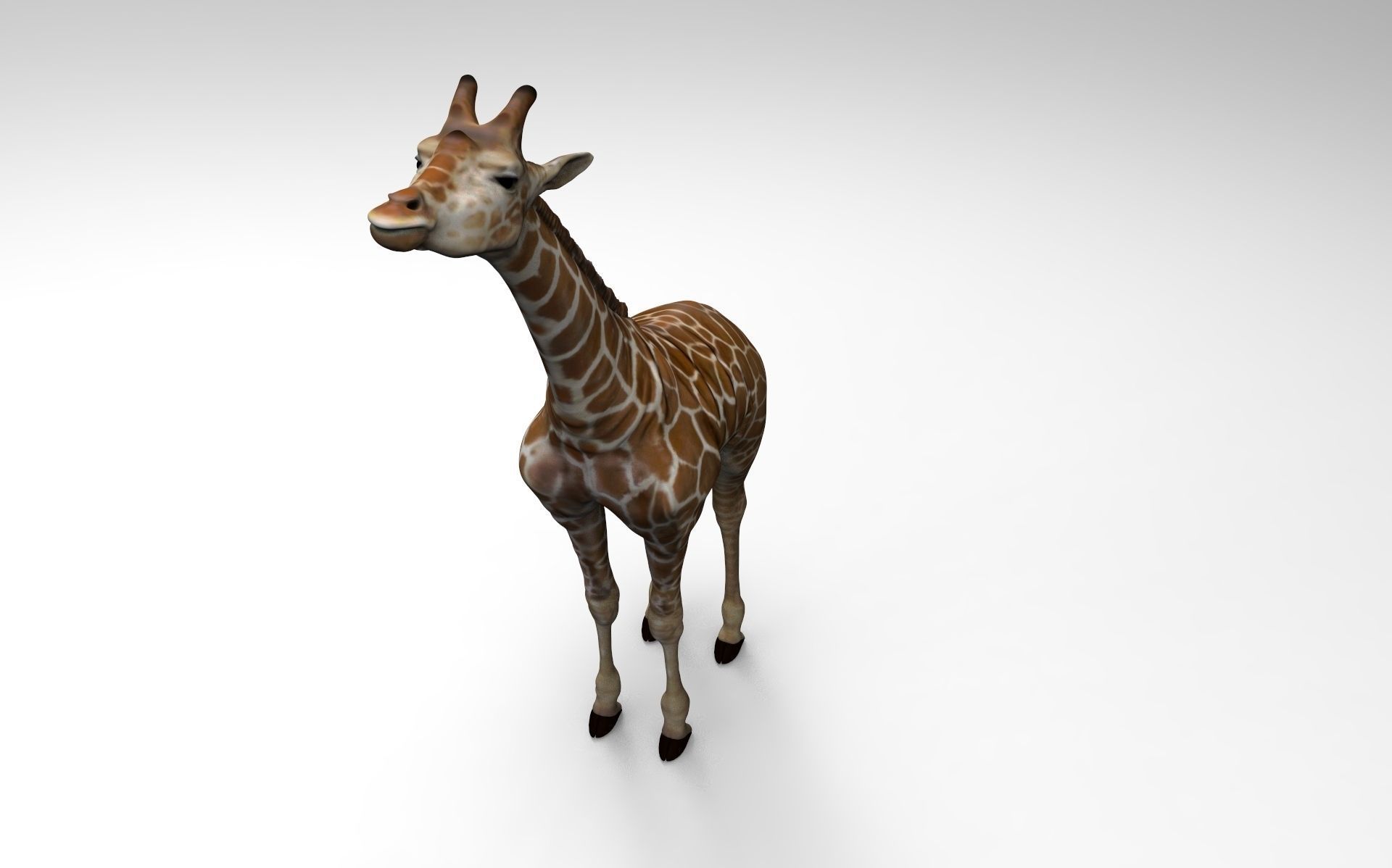 Baby  Giraffe Somalische 3D print model_2