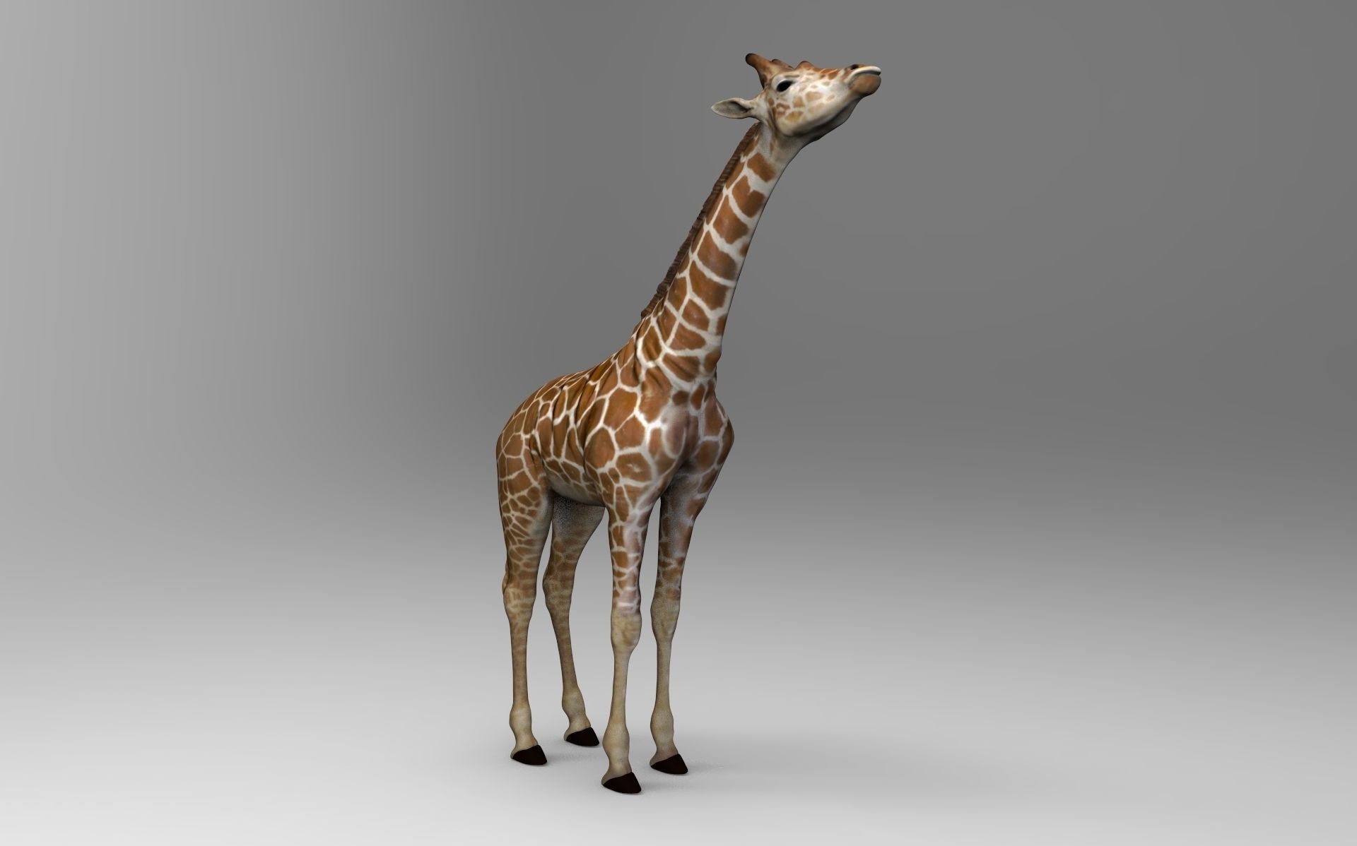 Baby  Giraffe Somalische 3D print model_5
