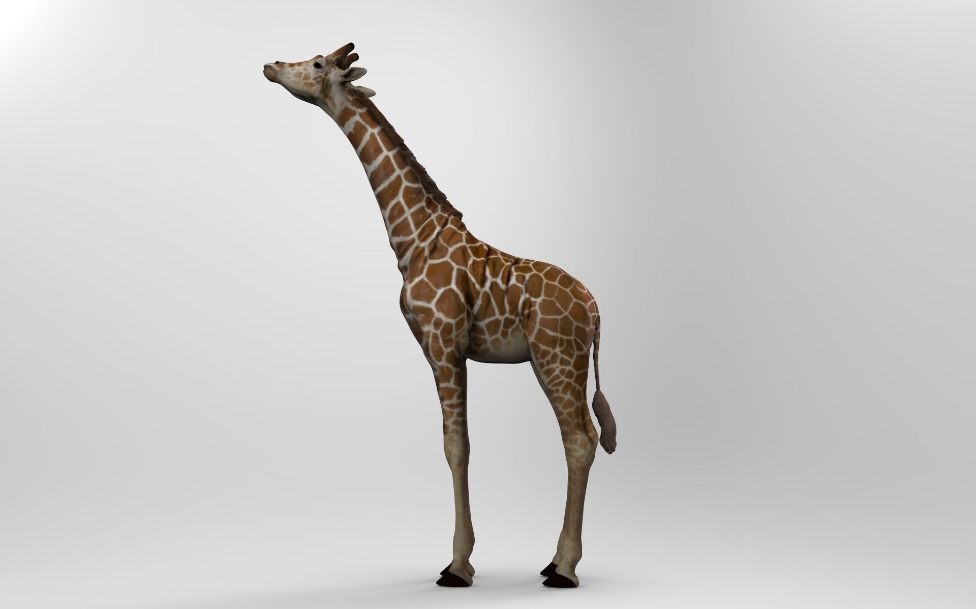 Baby  Giraffe Somalische 3D print model_4