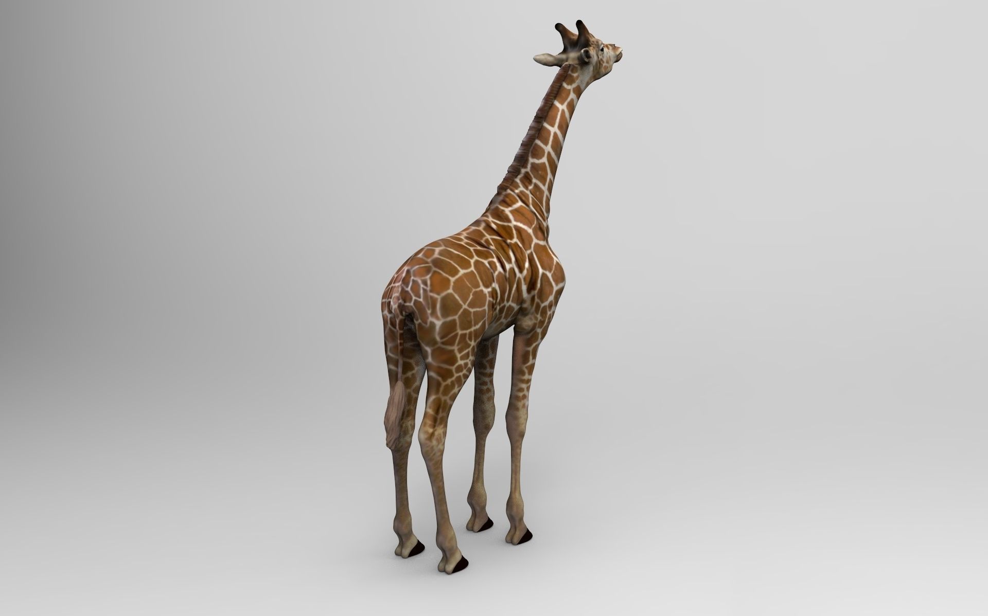 Baby  Giraffe Somalische 3D print model_3