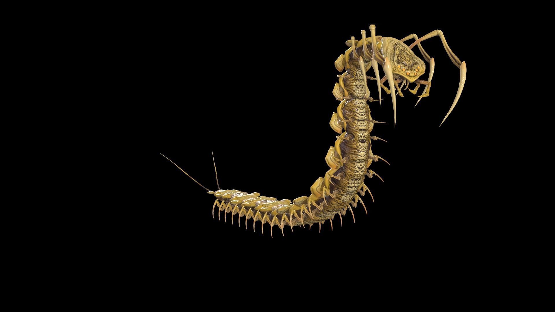 Centipede Low-poly 3D model_25
