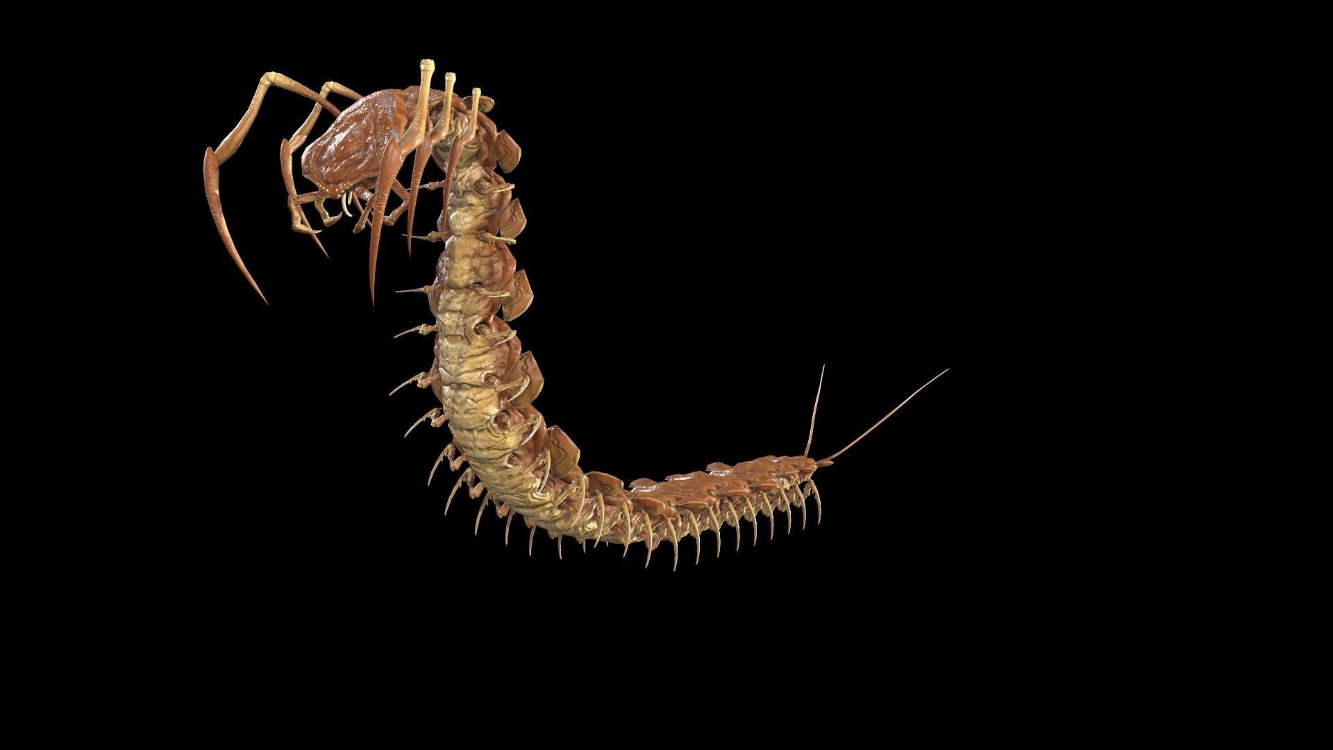 Centipede Low-poly 3D model_5