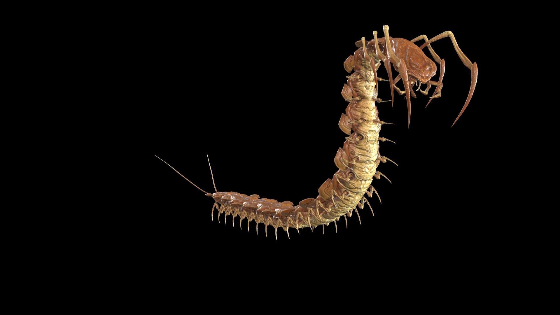 Centipede Low-poly 3D model_8