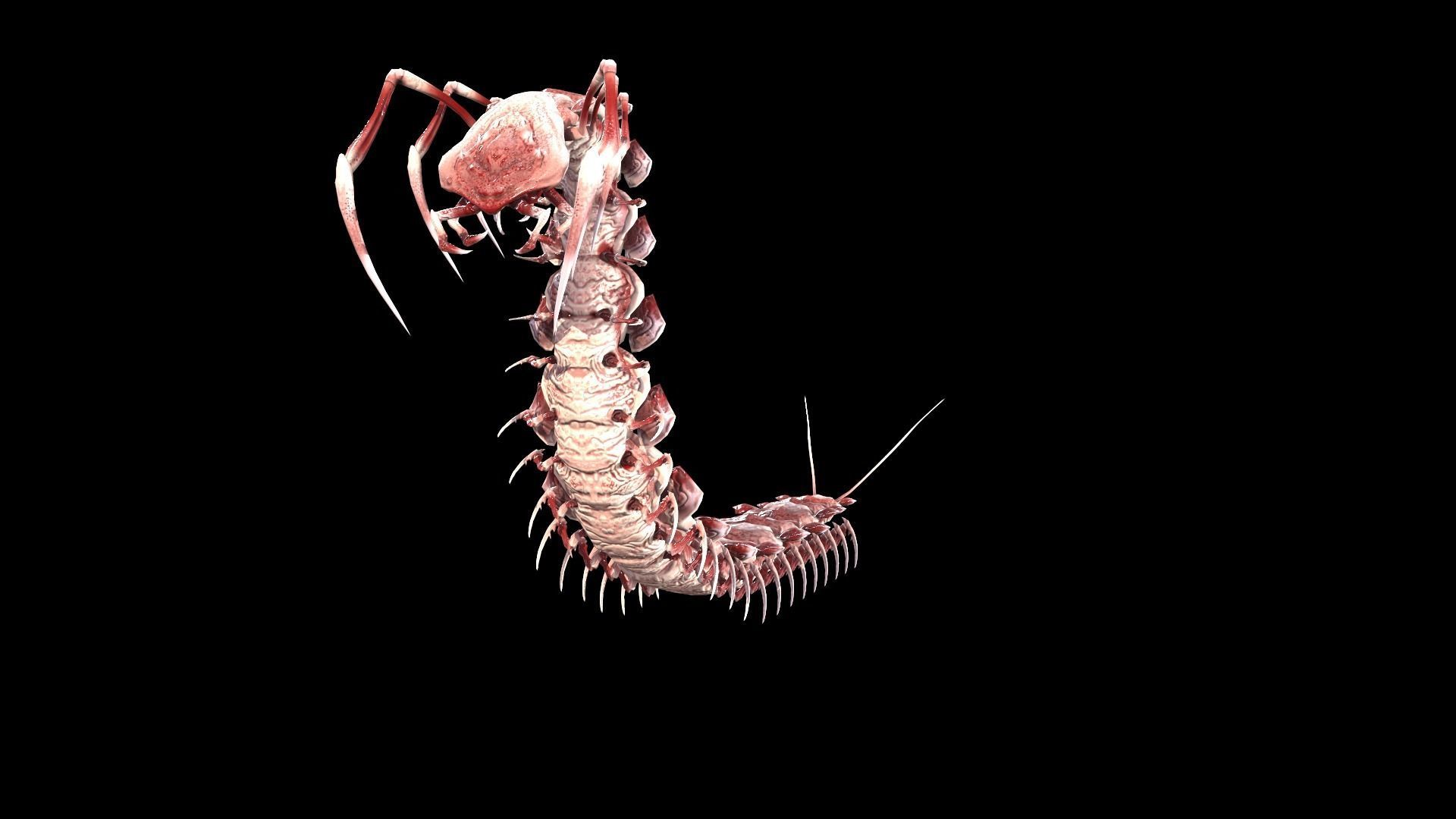 Centipede Low-poly 3D model_16