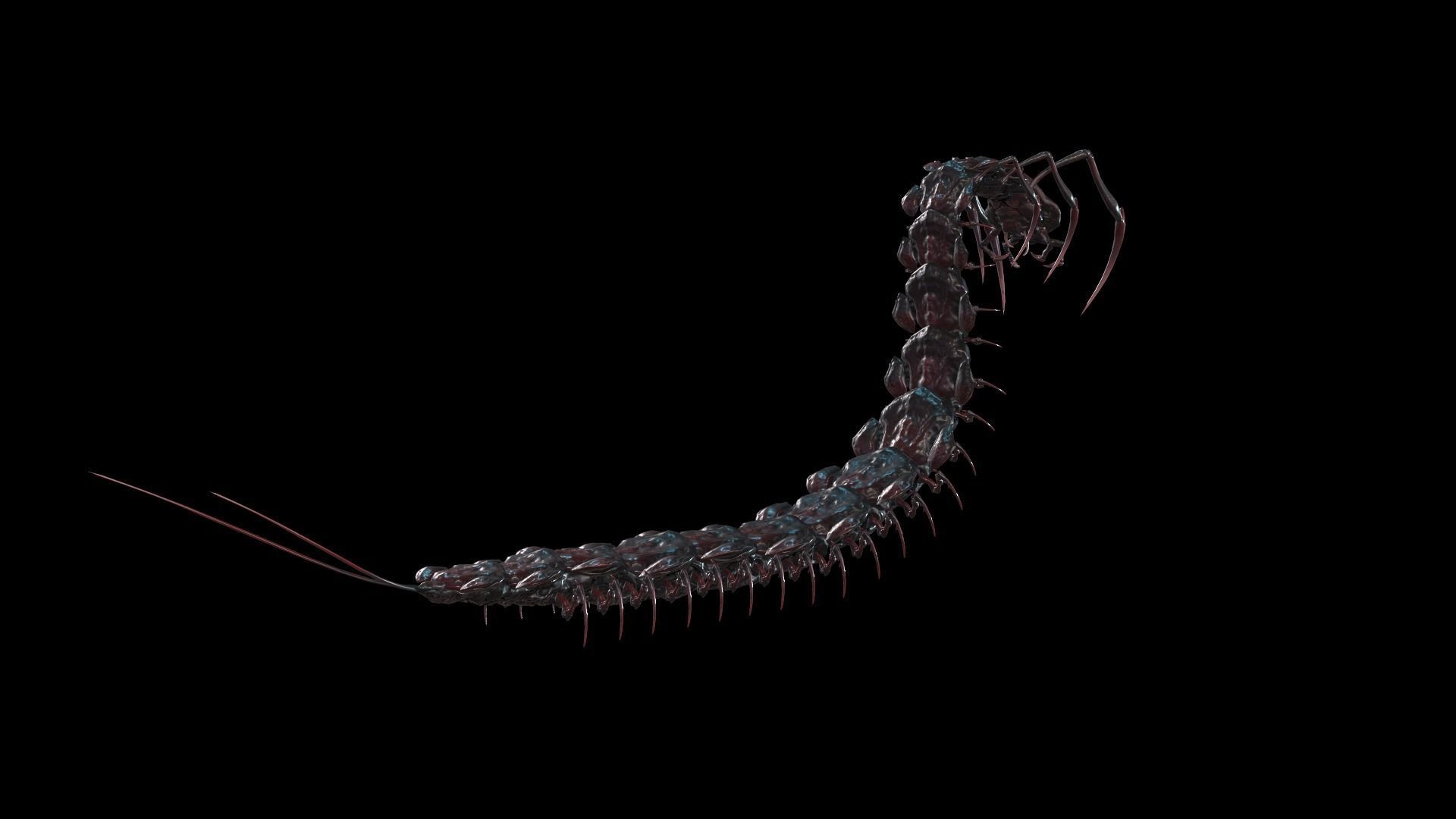 Centipede Low-poly 3D model_10
