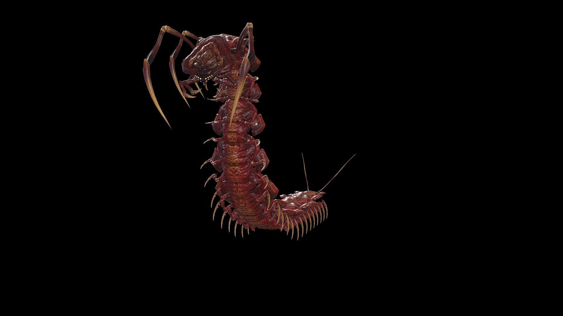 Centipede Low-poly 3D model_31