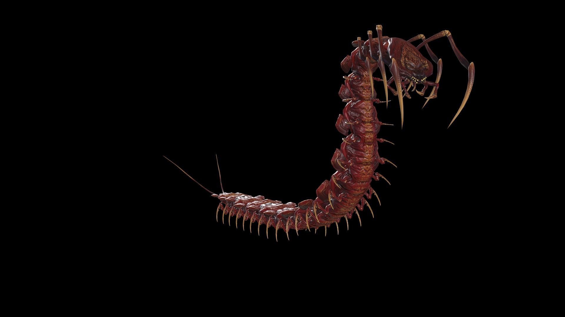 Centipede Low-poly 3D model_27