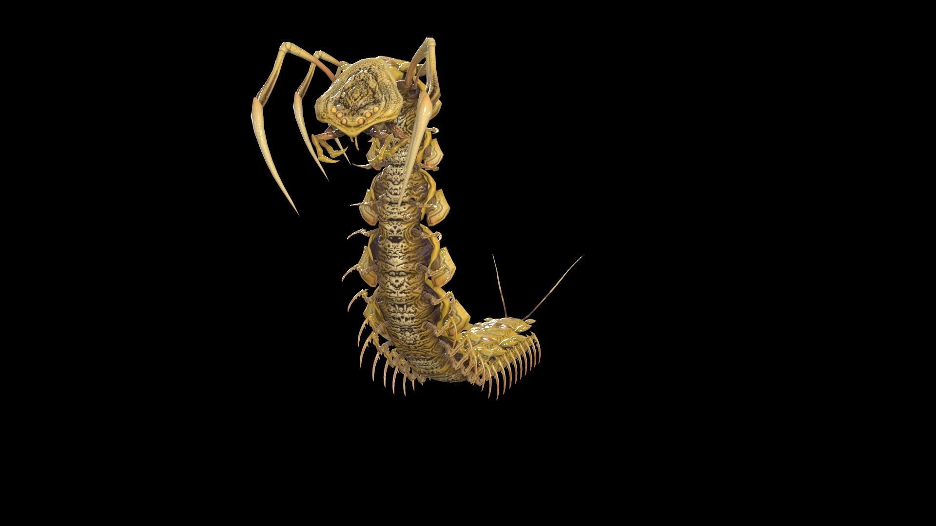 Centipede Low-poly 3D model_23
