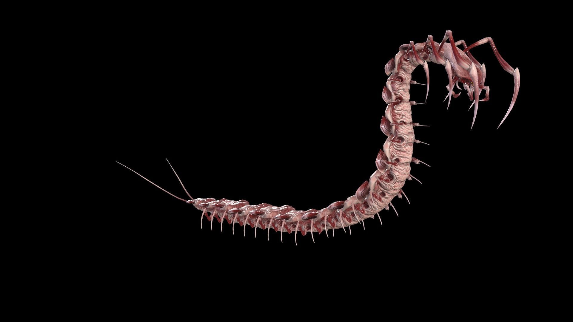 Centipede Low-poly 3D model_18