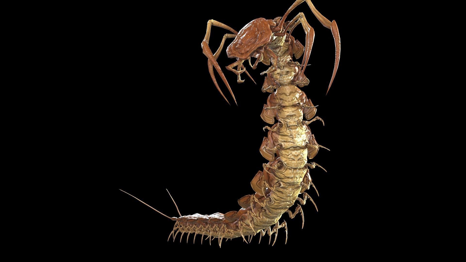 Centipede Low-poly 3D model_3