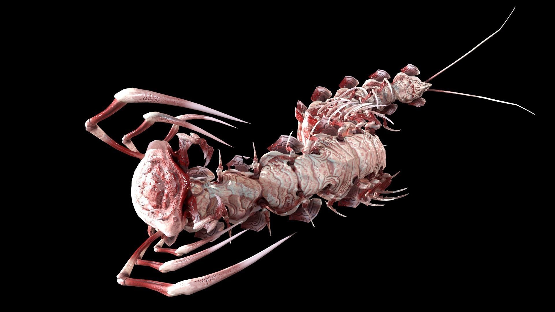 Centipede Low-poly 3D model_28