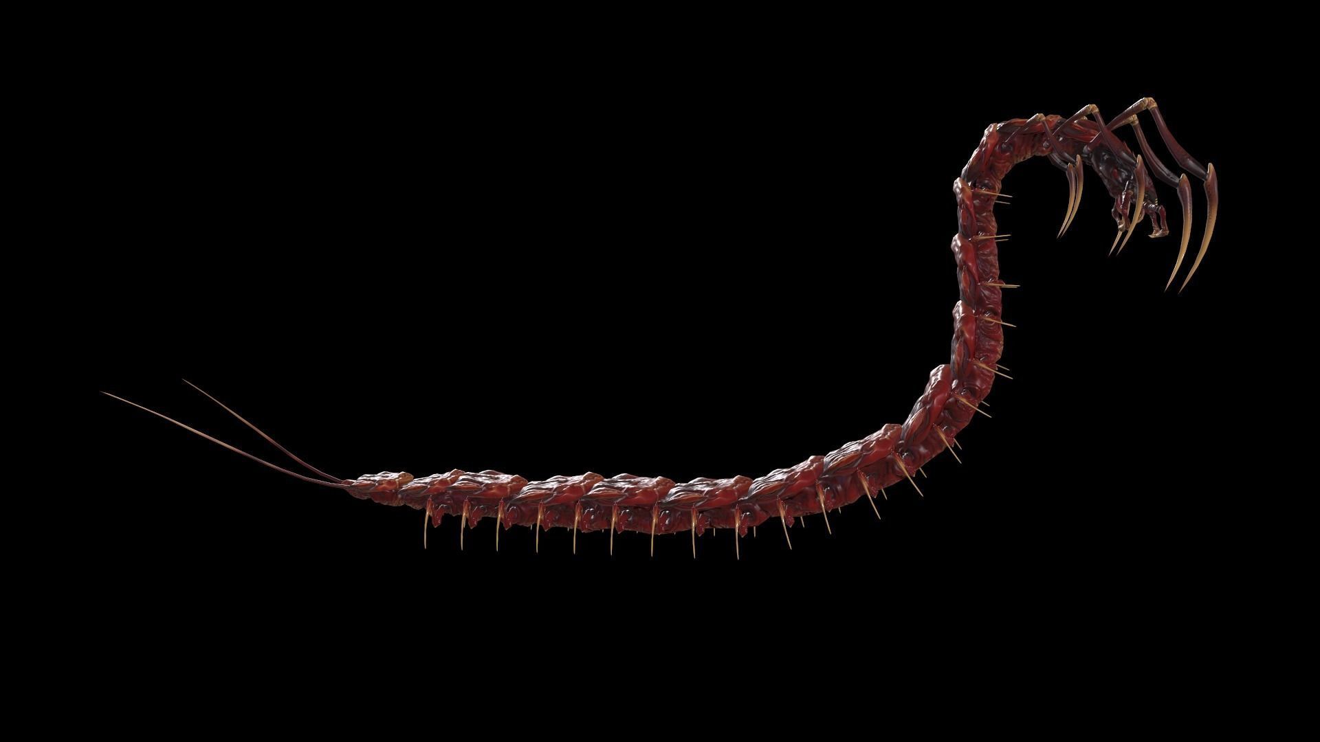 Centipede Low-poly 3D model_29